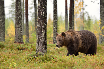 Image showing bear walking in the forest