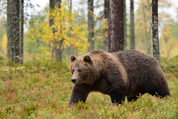 Image showing big male bear walking in forest