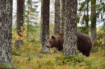 Image showing brown bear in forest