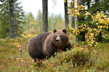 Image showing massive bear in forest