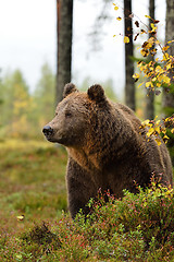 Image showing bear in forest