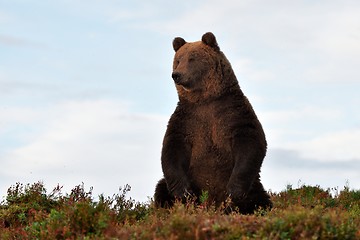 Image showing brown bear on the hill with blue sky on background