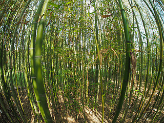 Image showing Bamboo tree