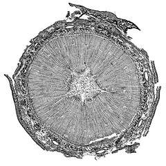 Image showing Black and white Pine Wood micrograph