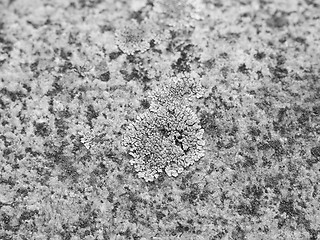 Image showing Black and white Moss on stone