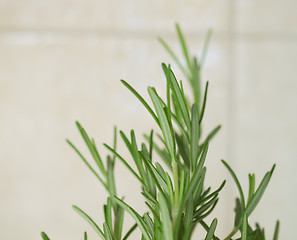 Image showing Rosemary plant