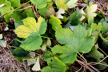 Image showing Hop vine leaves trailing