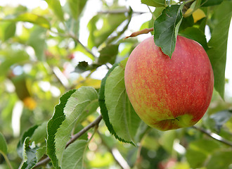 Image showing Rosy red apple ready for harvest