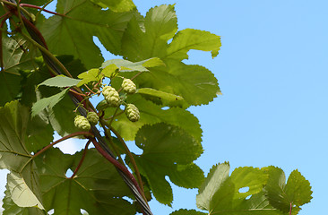 Image showing Hops growing on a leafy vine