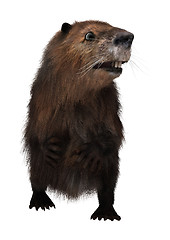 Image showing Beaver