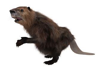 Image showing Beaver