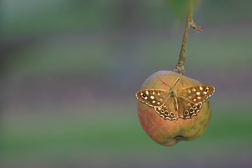 Image showing Pararge aegeria, speckled wood butterfly