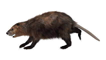 Image showing Beaver