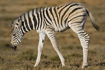 Image showing Zebra Foal