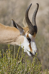 Image showing Feeding Springbok