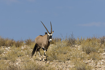 Image showing Gemsbok Ridge