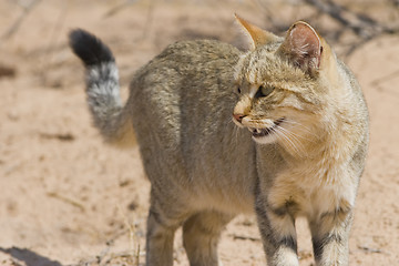 Image showing African Wild Cat