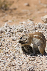 Image showing Squirrel Grooming