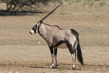 Image showing Gemsbok