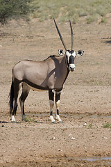 Image showing Gemsbok