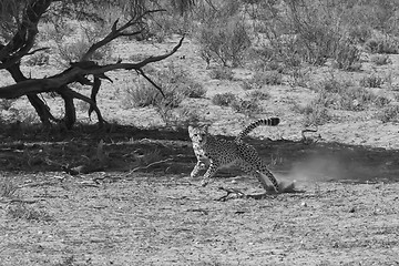 Image showing Cheetah Chase