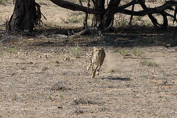 Image showing Cheetah chase