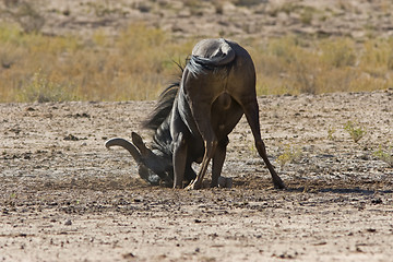 Image showing Nose Dive