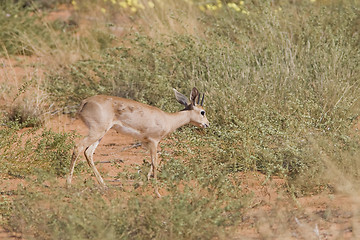 Image showing Steenbok