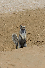 Image showing Squirrel Scout