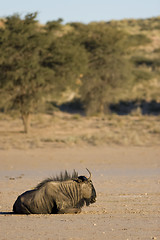Image showing Black Wildebeest