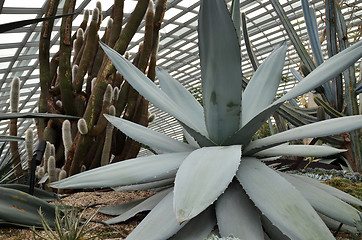 Image showing Close up of huge agave plants