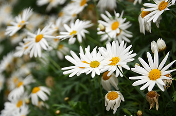 Image showing White daisy flower in the Gardens by the Bay