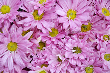 Image showing Chrysanthemum flower in the Gardens by the Bay