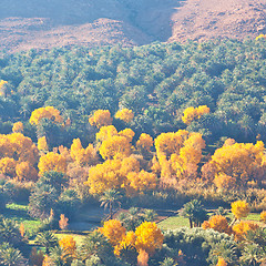 Image showing in   valley  morocco  africa the atlas dry yellow