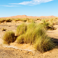 Image showing mountain old fossil in  the desert of morocco sahara and rock  s