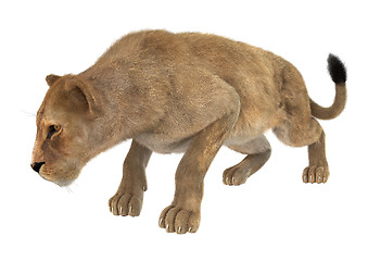 Image showing Female Lion