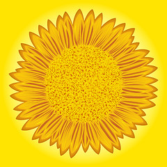 Image showing Sunflower on yellow background