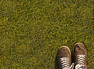Image showing Grass of field