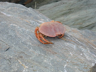 Image showing Crab _23.10.2000