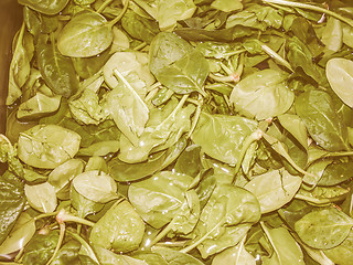 Image showing Retro looking Spinach leaves