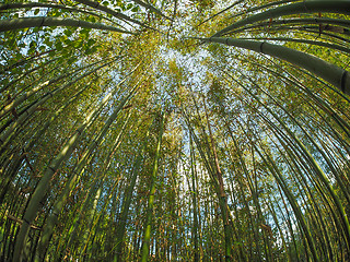 Image showing Bamboo tree