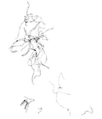 Image showing Black and white Spirogyra micrograph