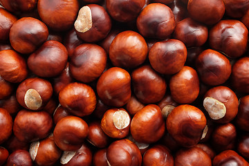 Image showing Fall conkers background