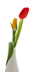 Image showing Nice tulips, background white