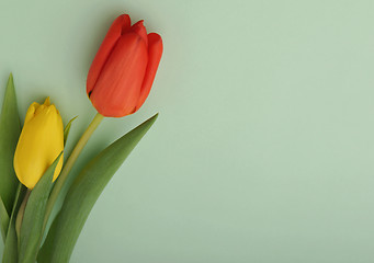 Image showing Nice tulips on pastel background