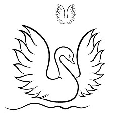 Image showing Swan with raised wings