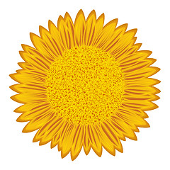 Image showing Sunflower over white