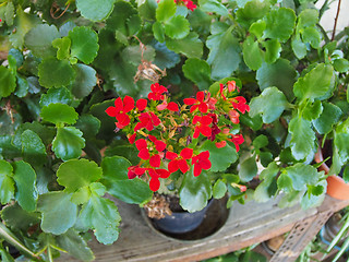 Image showing Red kalanchoe flower