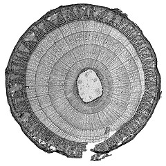 Image showing Black and white Tilia stem micrograph