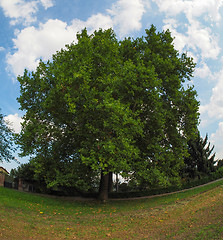 Image showing Plane tree